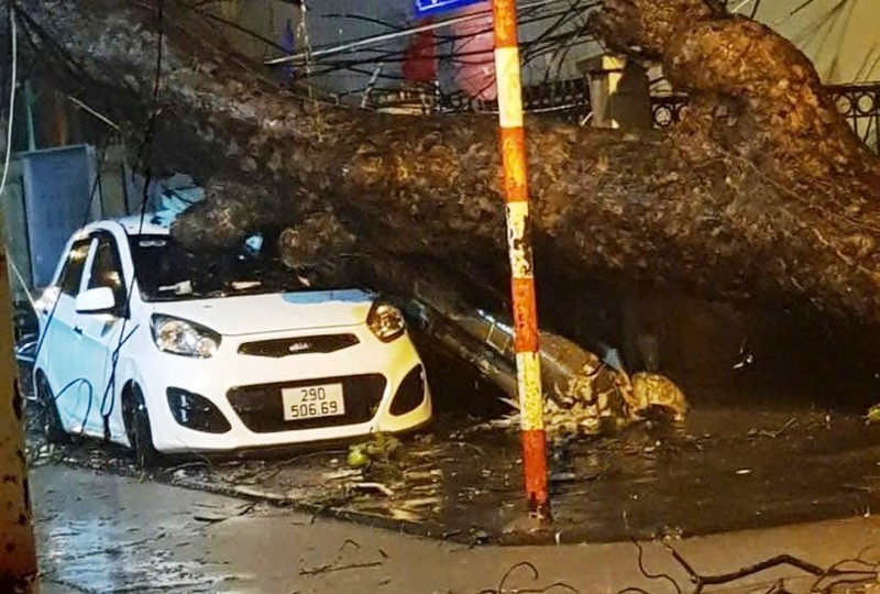 Ha Noi yeu cau bao ton, trong lai cac cay quy hiem bi do-Hinh-2