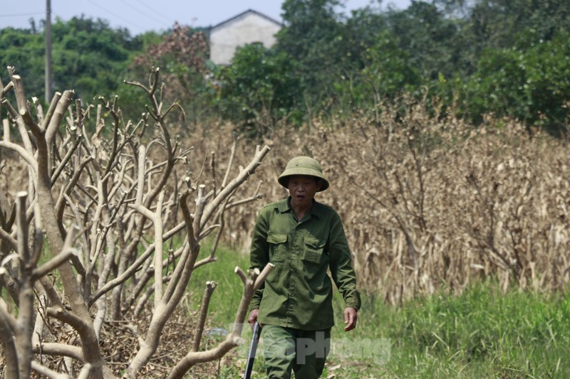 View - 	Tan hoang vùng bưởi 'tiến vua' Yên Bái, nông dân lâm cảnh đường c