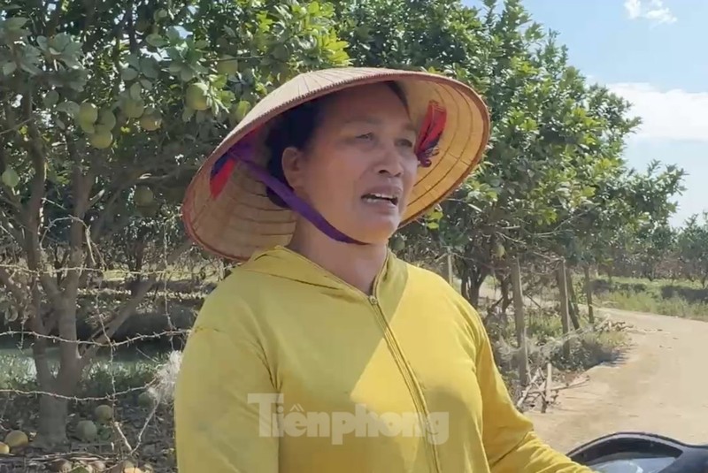 View - 	Tan hoang vùng bưởi 'tiến vua' Yên Bái, nông dân lâm cảnh đường c