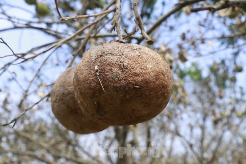 View - 	Tan hoang vùng bưởi 'tiến vua' Yên Bái, nông dân lâm cảnh đường c