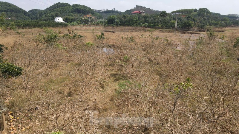 View - 	Tan hoang vùng bưởi 'tiến vua' Yên Bái, nông dân lâm cảnh đường c