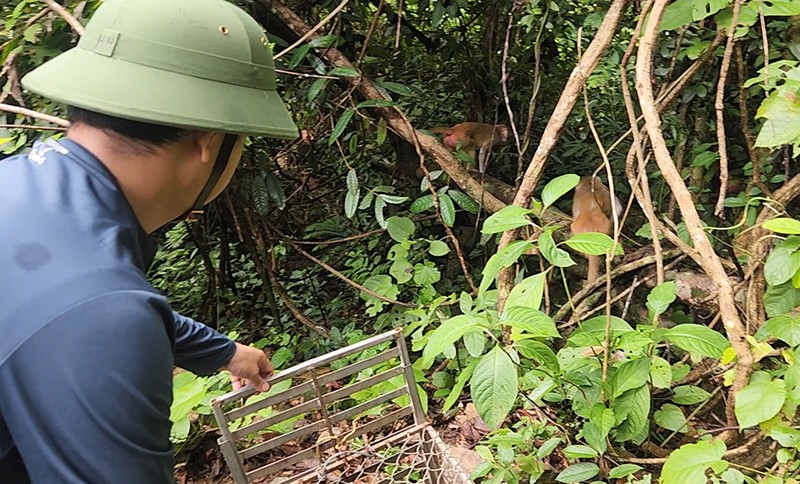 Quang Binh tha nhieu dong vat hoang da ve moi truong tu nhien