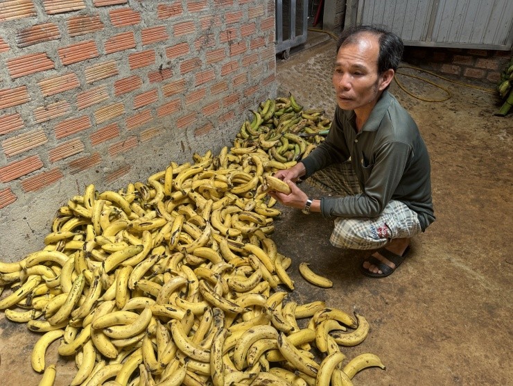 Lao nong nuoi con “an qua tra vang”, thu 50 trieu dong/thang-Hinh-3