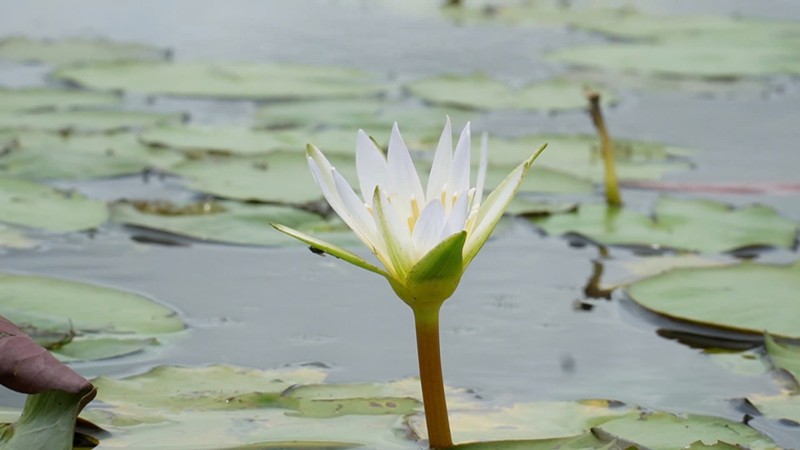 ​Hoa “Thuy Nu” ban lam rau dac san, van nguoi me