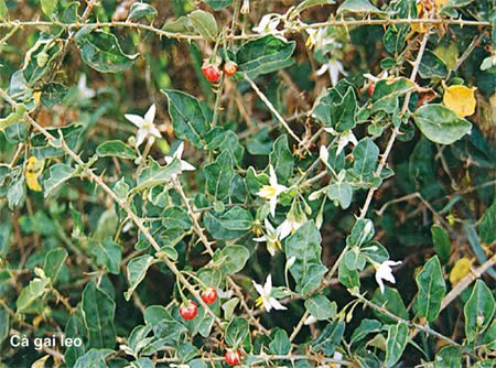 Be gai 8 tuoi o Quang Binh tu vong do an ca gai leo