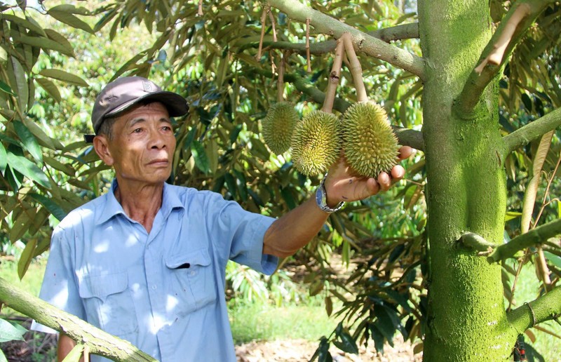 Muc so thi nhung vuon cay giup nong dan Binh Dinh “hai ra tien“-Hinh-3