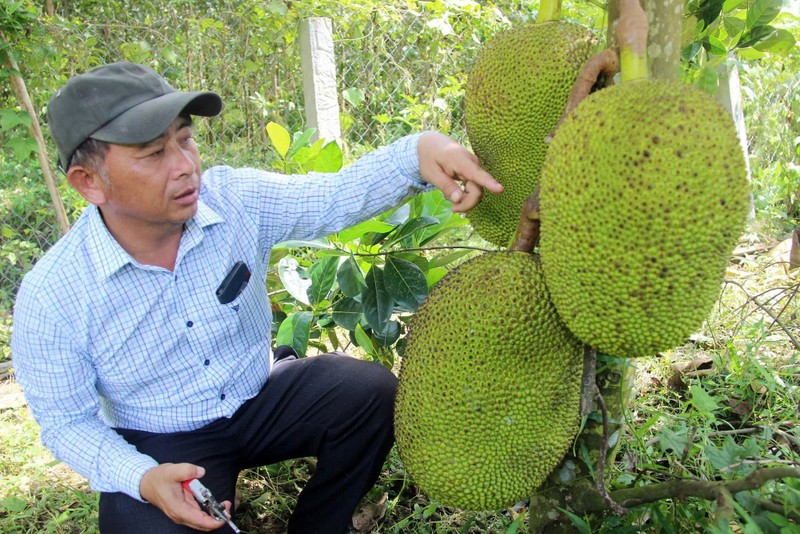 Muc so thi nhung vuon cay giup nong dan Binh Dinh “hai ra tien“-Hinh-5