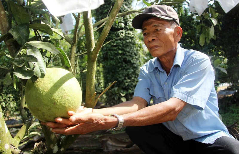 Muc so thi nhung vuon cay giup nong dan Binh Dinh “hai ra tien“-Hinh-6