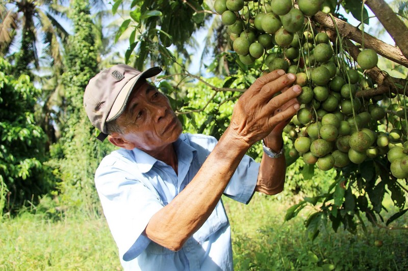 Muc so thi nhung vuon cay giup nong dan Binh Dinh “hai ra tien“