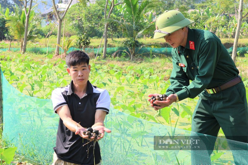 Nong dan Yen Bai thoat ngheo nho nuoi oc dac san-Hinh-2