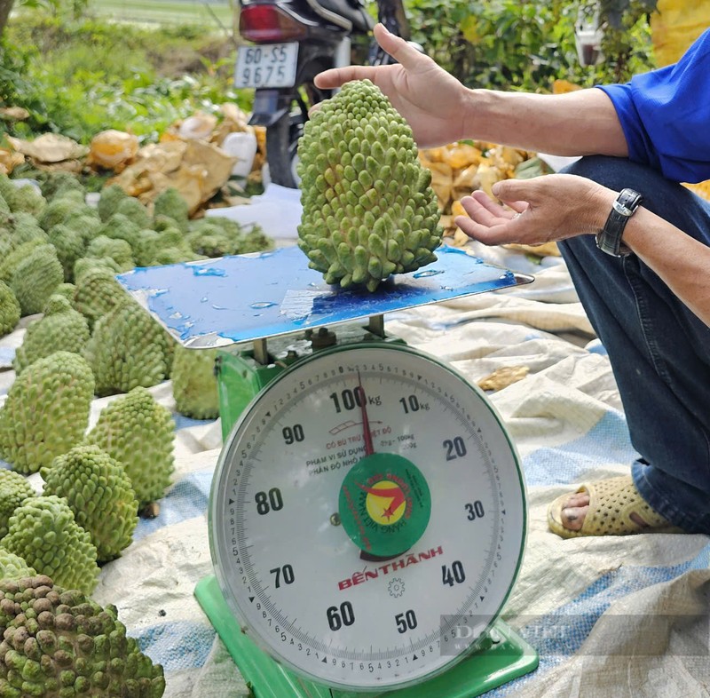 Loai qua “khong lo” co gia 90.000 dong/kg