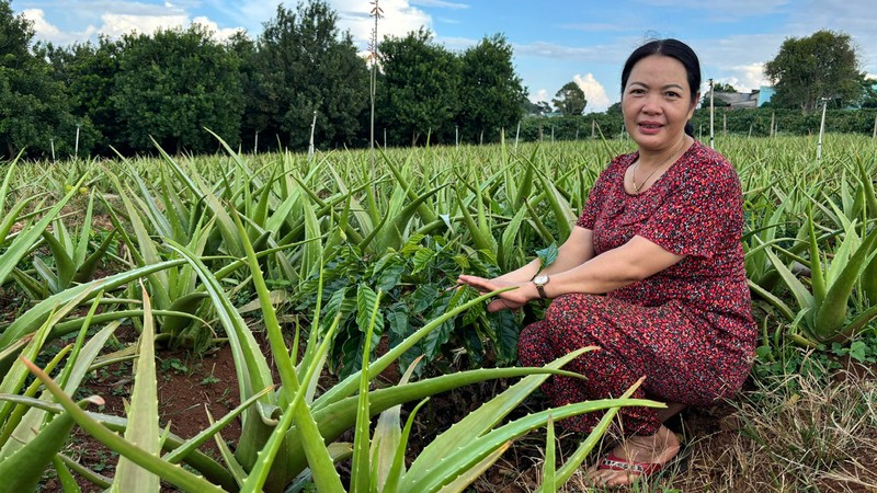 Thu nhap cao nho trong cay nha dam