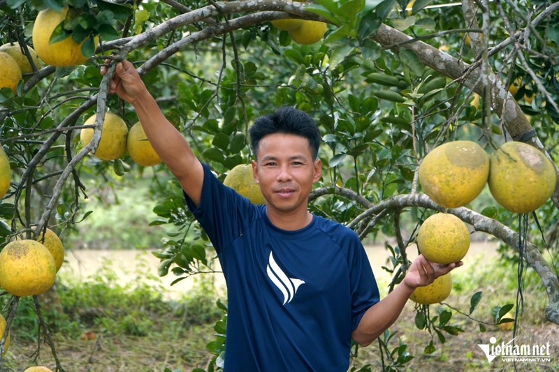 Nuoi tram to kien lam 've binh' cho vuon buoi sach