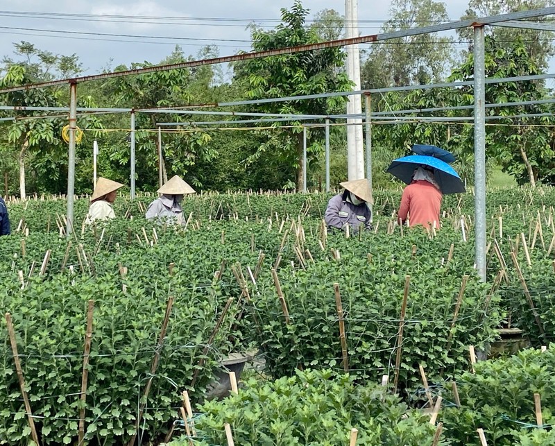 Nguoi dan Da Nang tat bat cham soc, chuan bi mua hoa Tet