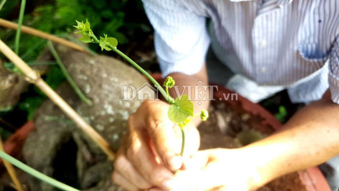 Can Tho: Cu binh voi nang tren 40kg, tra 15 trieu chu van lac dau 46-Hinh-3