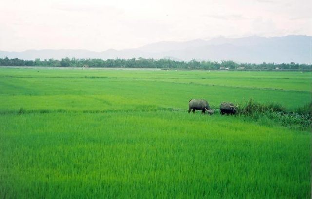 Nhung an mang dau long do anh em tranh chap dat dai-Hinh-9