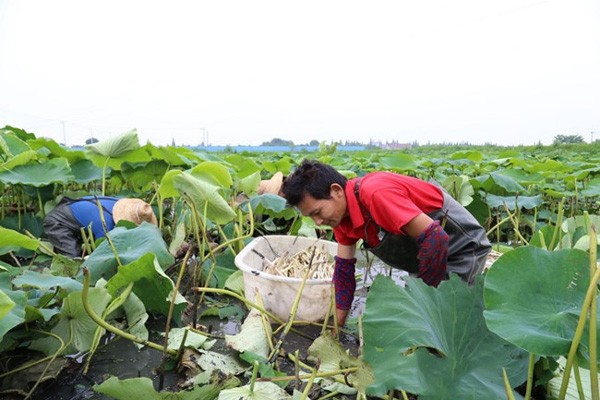 Ao rong khong nuoi ca tom ma tha thu nay lai nhanh thanh dai gia-Hinh-2