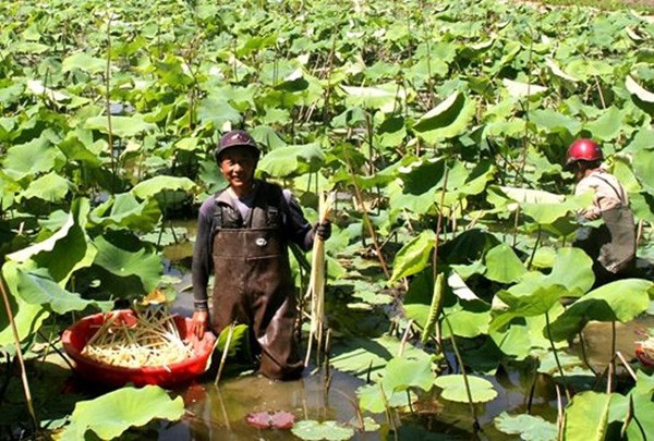 Ao rong khong nuoi ca tom ma tha thu nay lai nhanh thanh dai gia