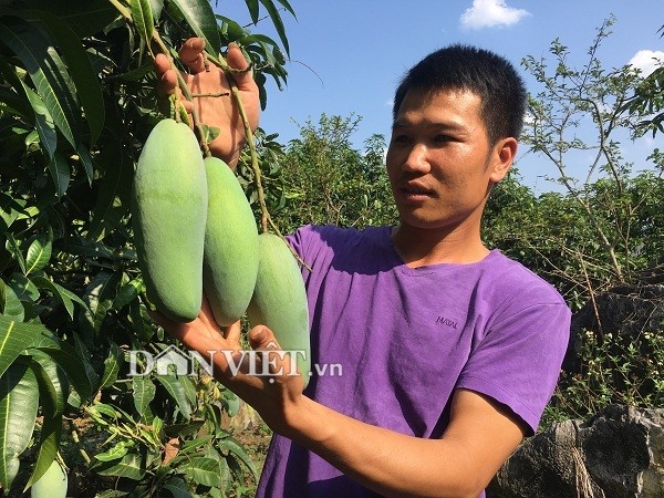 Song noi heo hut nhung giau kech xu nho trong 2ha xoai “khong lo