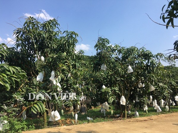 Song noi heo hut nhung giau kech xu nho trong 2ha xoai “khong lo