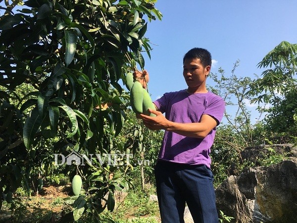 Song noi heo hut nhung giau kech xu nho trong 2ha xoai “khong lo