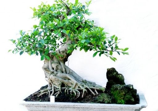 Da bonsai, cay la dai dai ky phong thuy nha o, ly do the nao?-Hinh-3