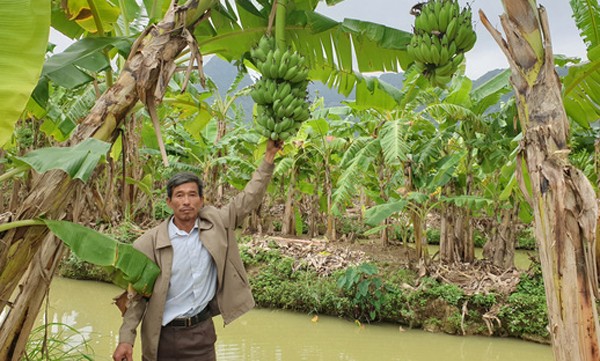 Trong giong chuoi chang ai ngo, lao nong Ninh Binh thu hon nua ty/nam-Hinh-3