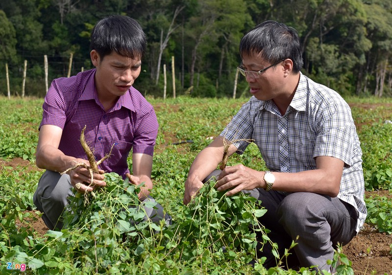 Nha giau do xo len Mang Den trong rau sach, thuoc quy-Hinh-9