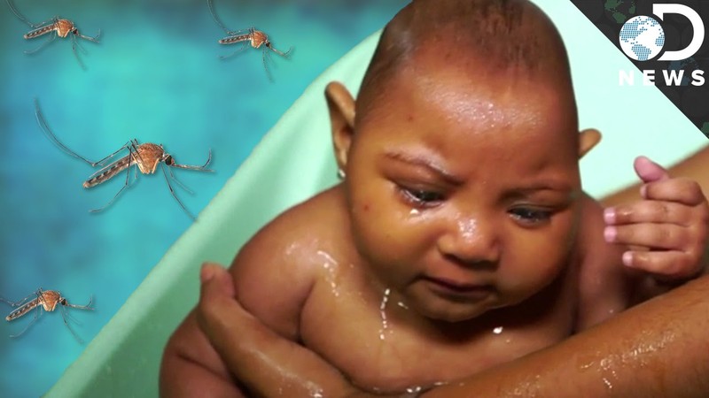 WHO khuyen cao manh me ve tri hoan mang thai vi Zika-Hinh-4