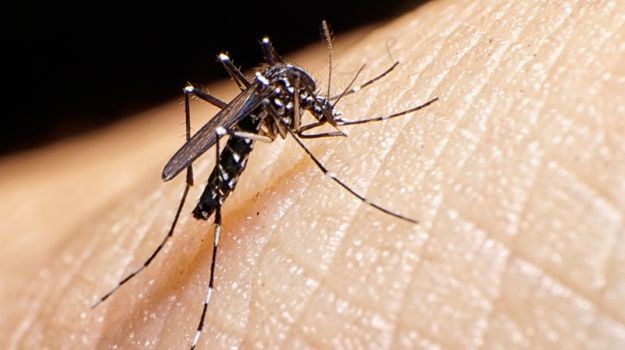 9 nguoi tu vong tai Lao do nhiem virus Dengue tu muoi