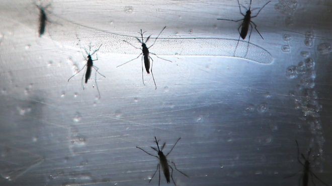 Virus Zika dang lan rong sang cac nuoc chau A