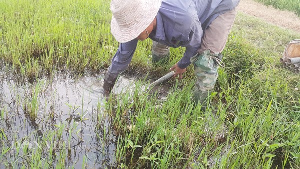 Kiem bac trieu moi ngay giua mua nang nho bay luon dong-Hinh-3