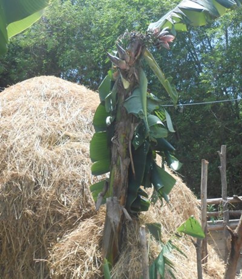 Nguoi dan un un keo nhau di xem cay chuoi “sieu hoa“-Hinh-2