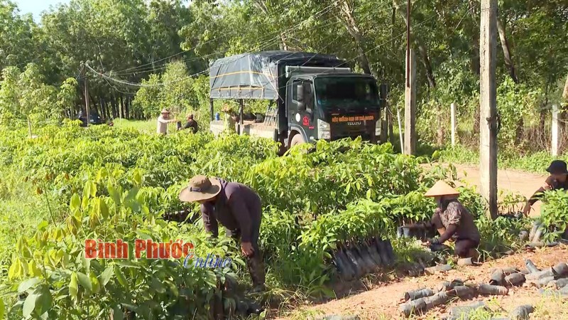 Cao su - Loai cay giong dang ban hut hang o Binh Phuoc