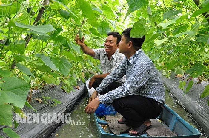 Kien Giang: Mo hinh trong dua leo mang lai hieu qua kinh te