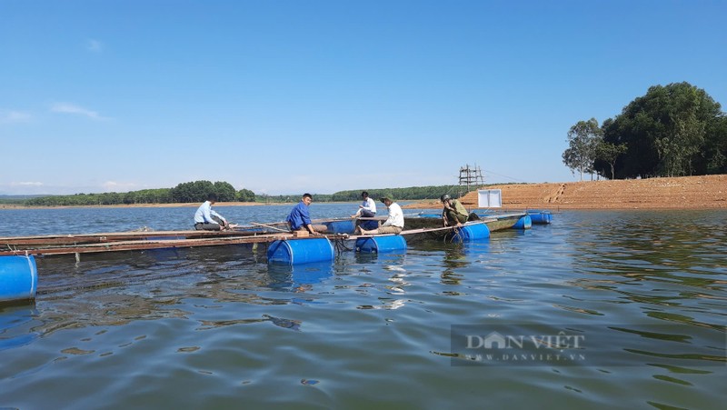 Quang Tri: Ban 85.000 dong/kg hut hang tu viec nuoi ca leo-Hinh-2