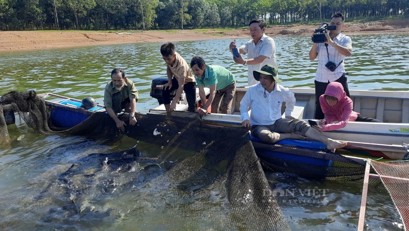 Quang Tri: Ban 85.000 dong/kg hut hang tu viec nuoi ca leo-Hinh-3