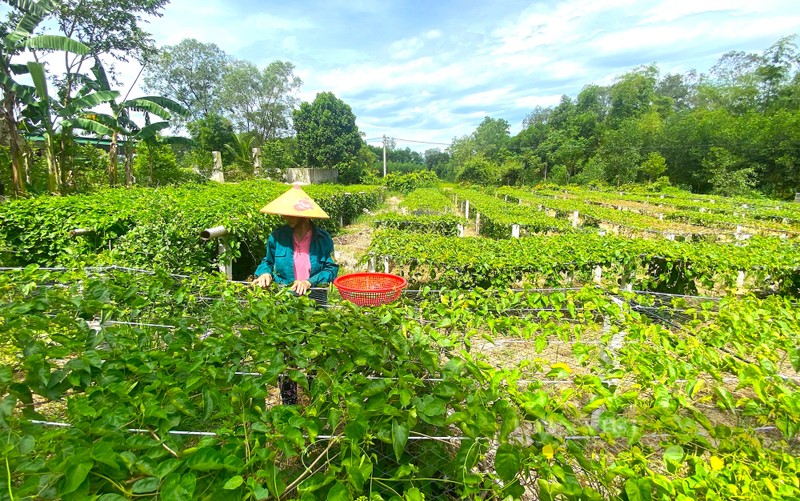 Moi ngay thu tien trieu tu loai cay ra hoa phu kin gian-Hinh-2