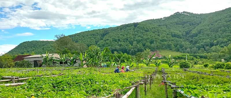 Moi ngay thu tien trieu tu loai cay ra hoa phu kin gian-Hinh-3