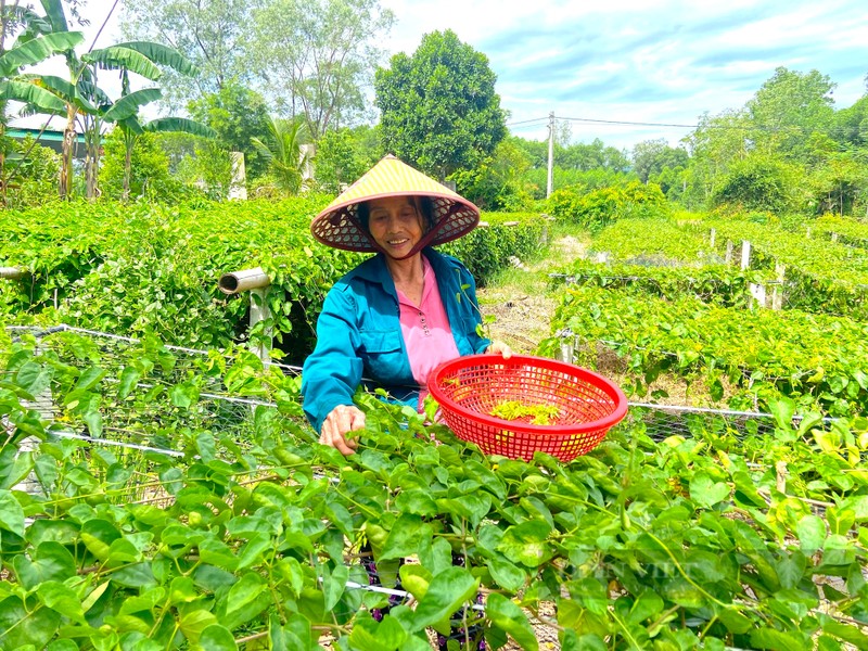 Moi ngay thu tien trieu tu loai cay ra hoa phu kin gian-Hinh-5