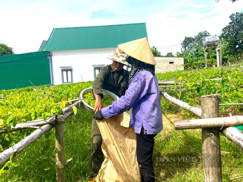 Moi ngay thu tien trieu tu loai cay ra hoa phu kin gian-Hinh-7