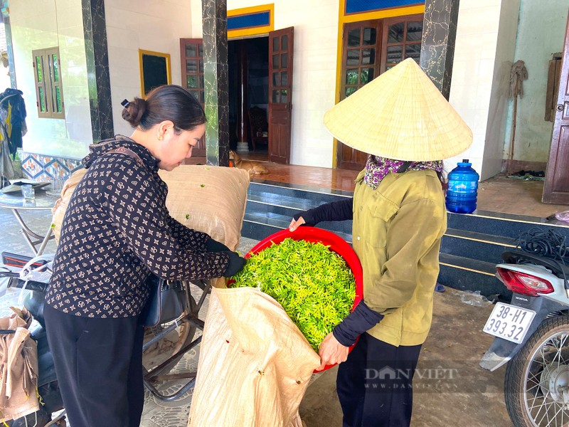 Moi ngay thu tien trieu tu loai cay ra hoa phu kin gian-Hinh-8