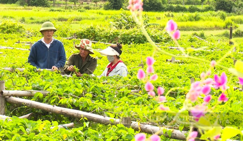 Moi ngay thu tien trieu tu loai cay ra hoa phu kin gian