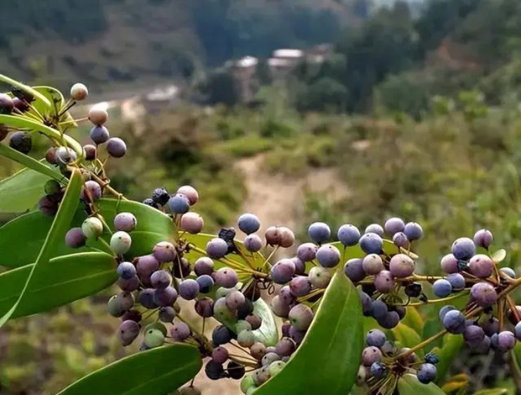 Loai cay an duoc ca qua lan re, gia hon 300.000d/kg