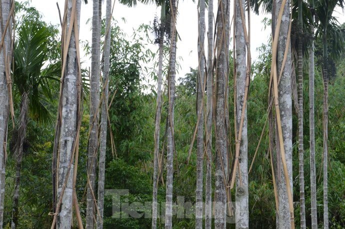 Gia cau tuoi tang manh, nguoi dan vua phan khoi vua lo lang-Hinh-13