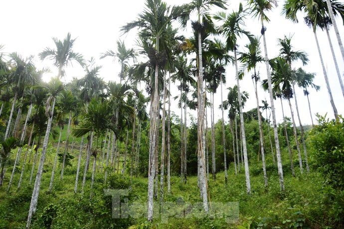 Gia cau tuoi tang manh, nguoi dan vua phan khoi vua lo lang-Hinh-14