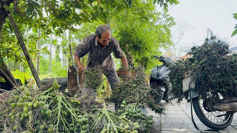 Gia cau tuoi tang manh, nguoi dan vua phan khoi vua lo lang-Hinh-2