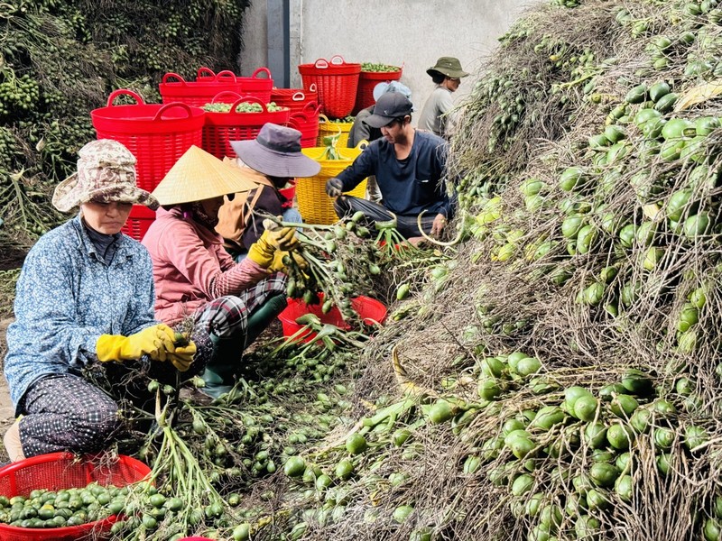 Gia cau tuoi tang manh, nguoi dan vua phan khoi vua lo lang-Hinh-7