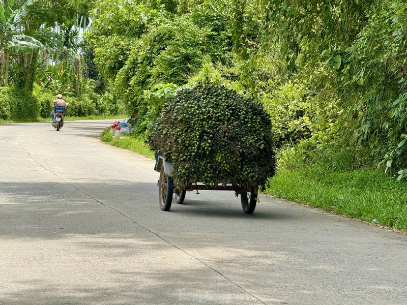 Gia cau tuoi tang manh, nguoi dan vua phan khoi vua lo lang-Hinh-9