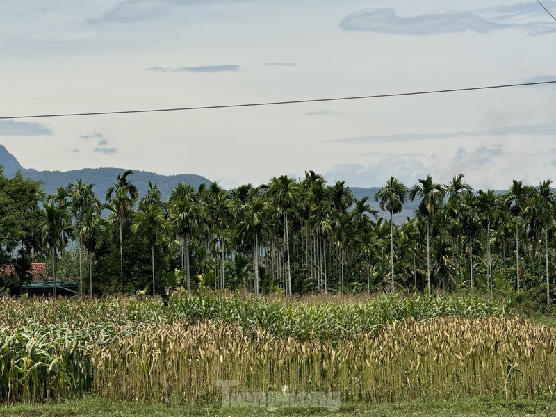 Gia cau tuoi tang manh, nguoi dan vua phan khoi vua lo lang